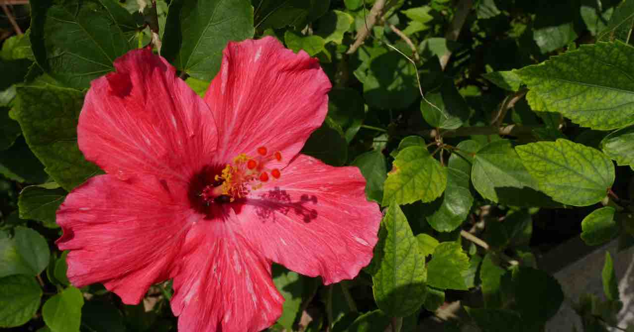 沖縄の中古車販売業者のまとめ